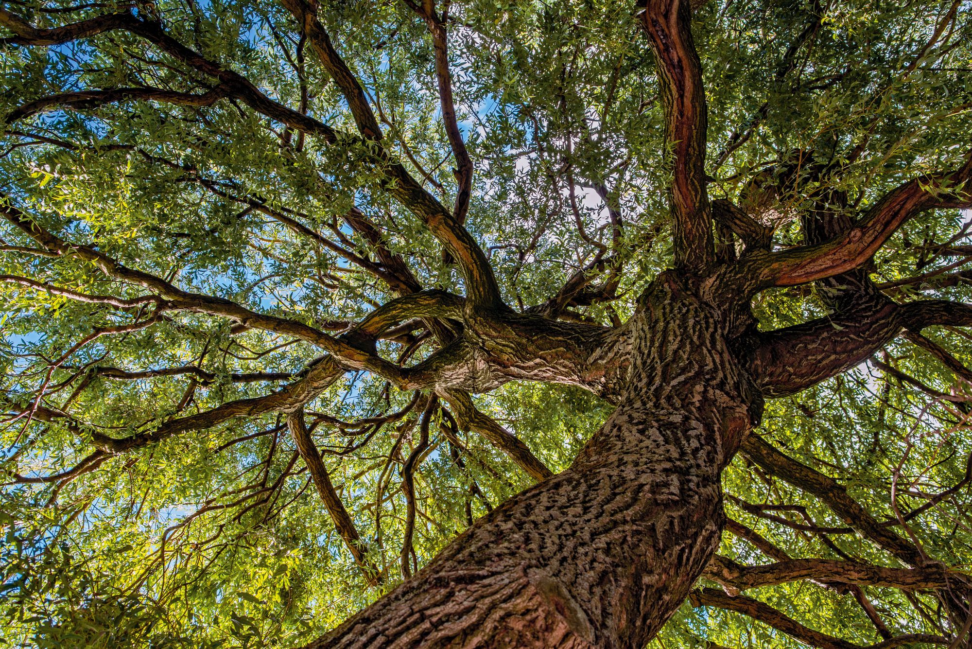 Tree with many branches and leaves.