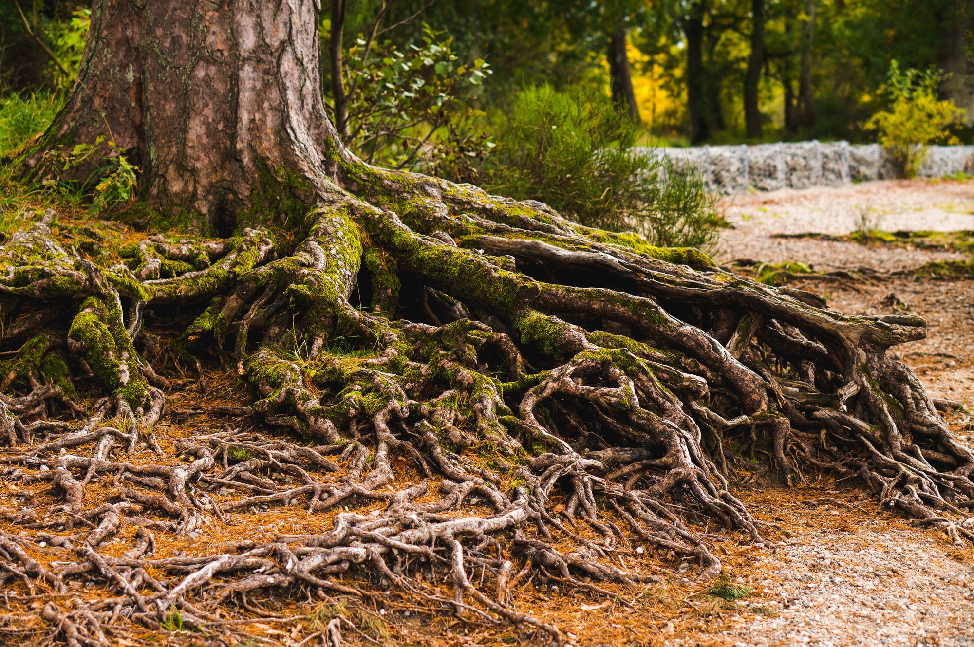 Tree trunk with large number of exposed roots.
