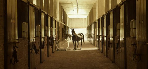 Horse stable with a single horse at the end of the aisle.