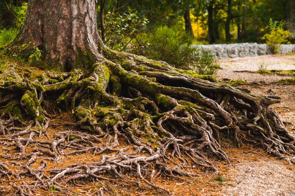 Tree trunk with large number of exposed roots.