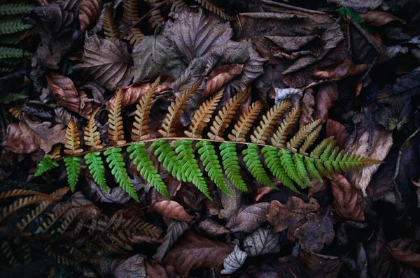A leaf, half green and half brown, on top of a pile of other leaves.